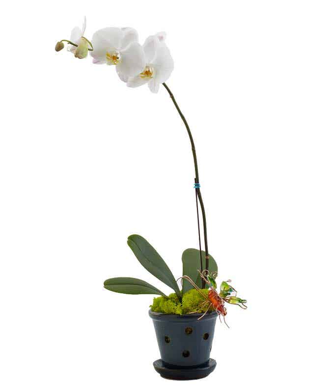 White Orchid in Classic Planter