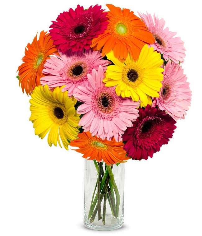 Assortment of gerbera daisies for next day delivery