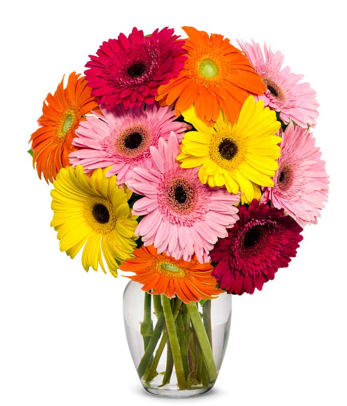 Assortment of gerbera daisies for next day delivery