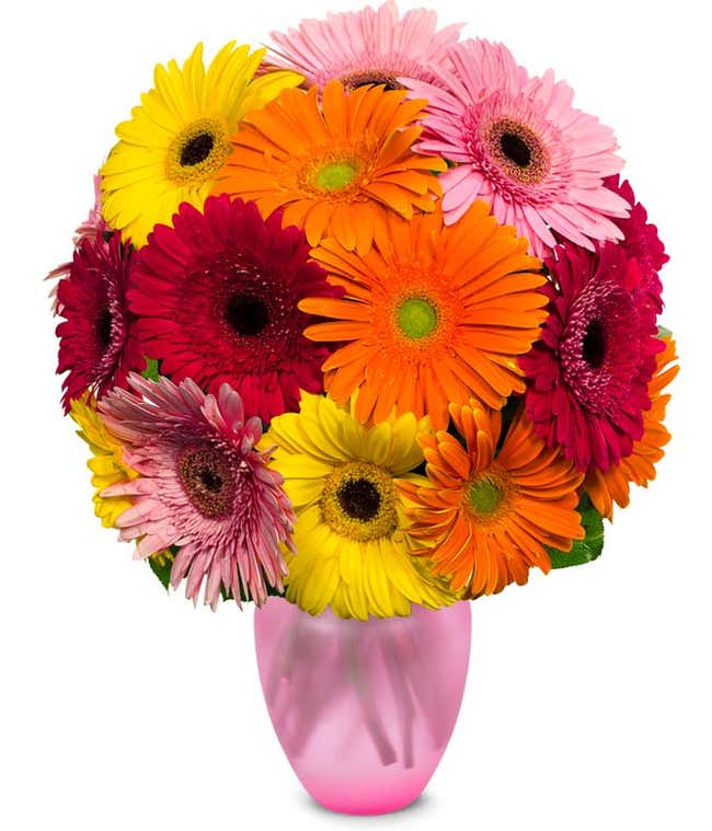 Gerbera Daisy Rainbow Bouquet featuring fresh daisies in a spectrum of colors from yellow to pink and red, perfect for any occasion.