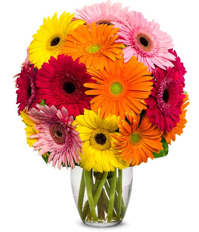 Gerbera Daisy Rainbow Bouquet featuring fresh daisies in a spectrum of colors from yellow to pink and red, perfect for any occasion.