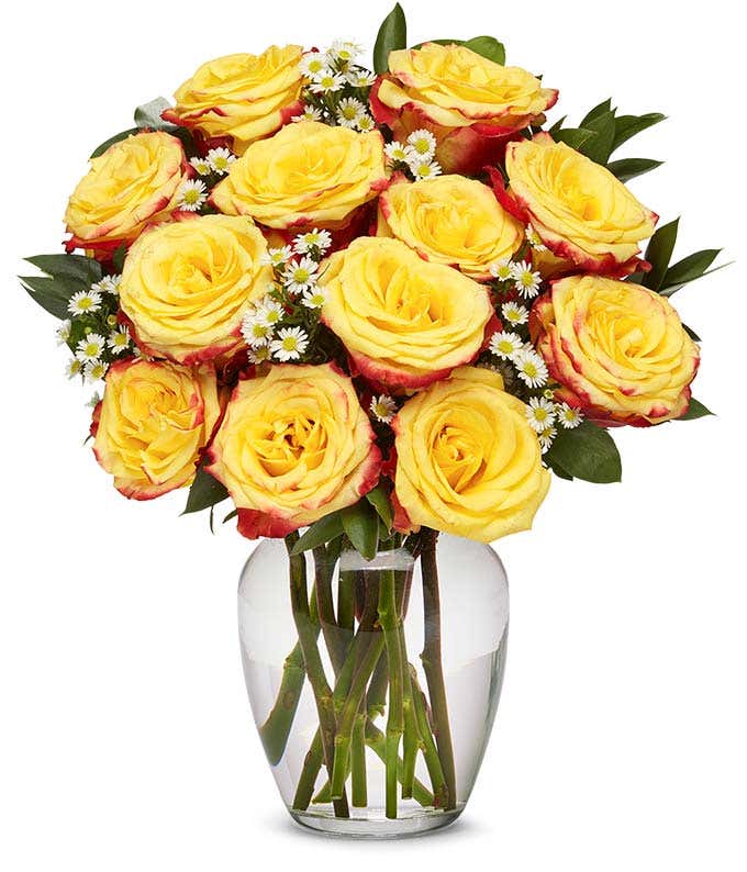 Bi-color two dozen roses