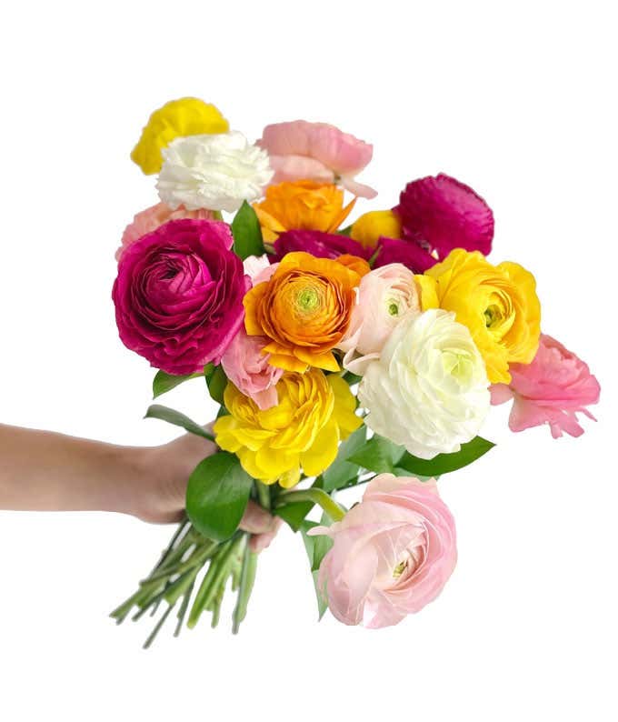 Rainbow Ranunculus - Deluxe