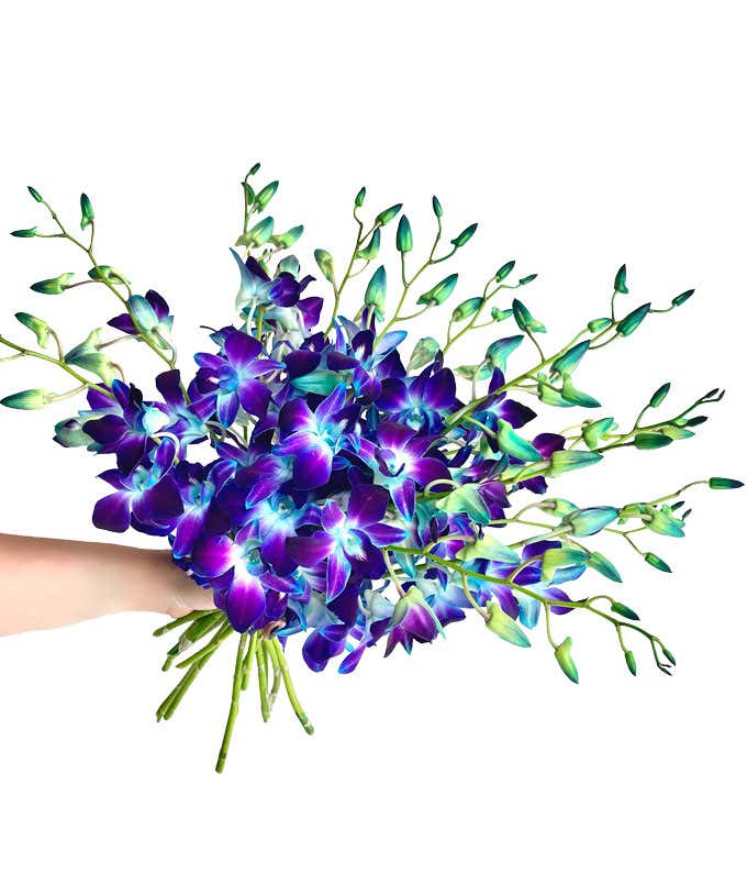 Bright Blue Dendrobium Orchids - Deluxe