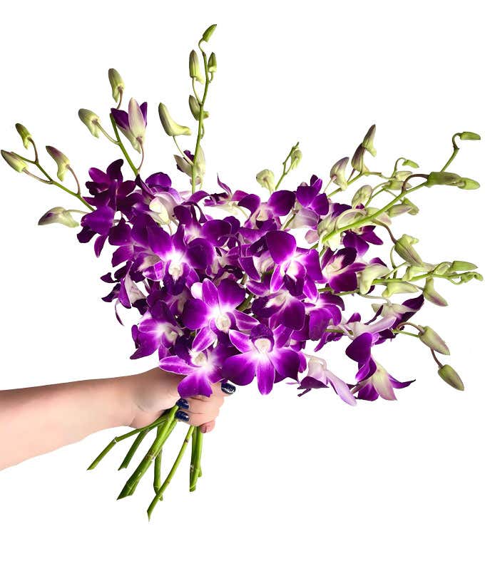 Purple Dendrobium Orchids