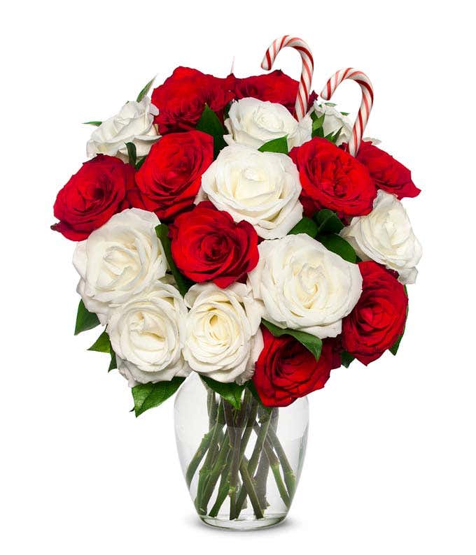 Sweet Candy Cane Roses