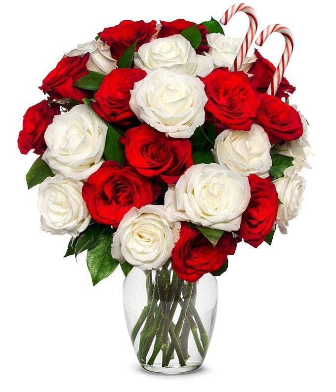 Sweet Candy Cane Rose Bouquet - 24 Stems