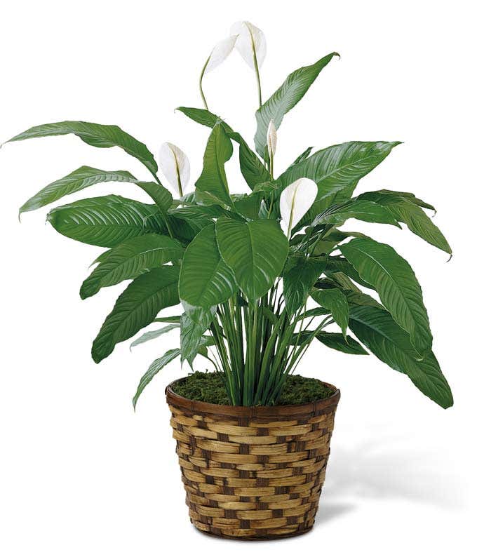 Peace lily plant in an 8-inch round woven container.