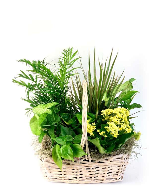 Flowers and Foliage Dish Garden