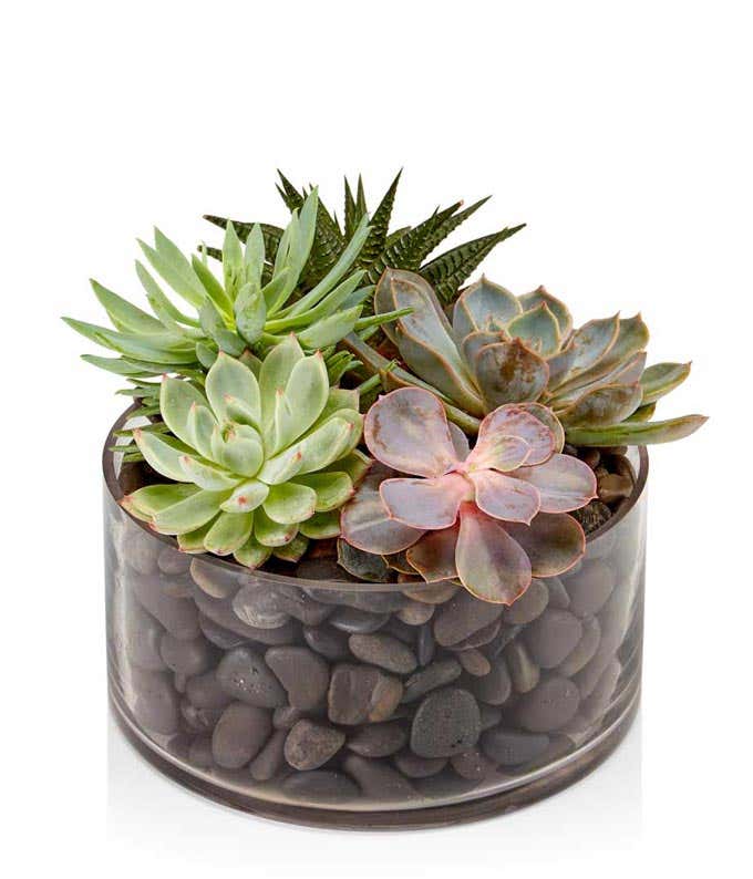 Succulent Dish