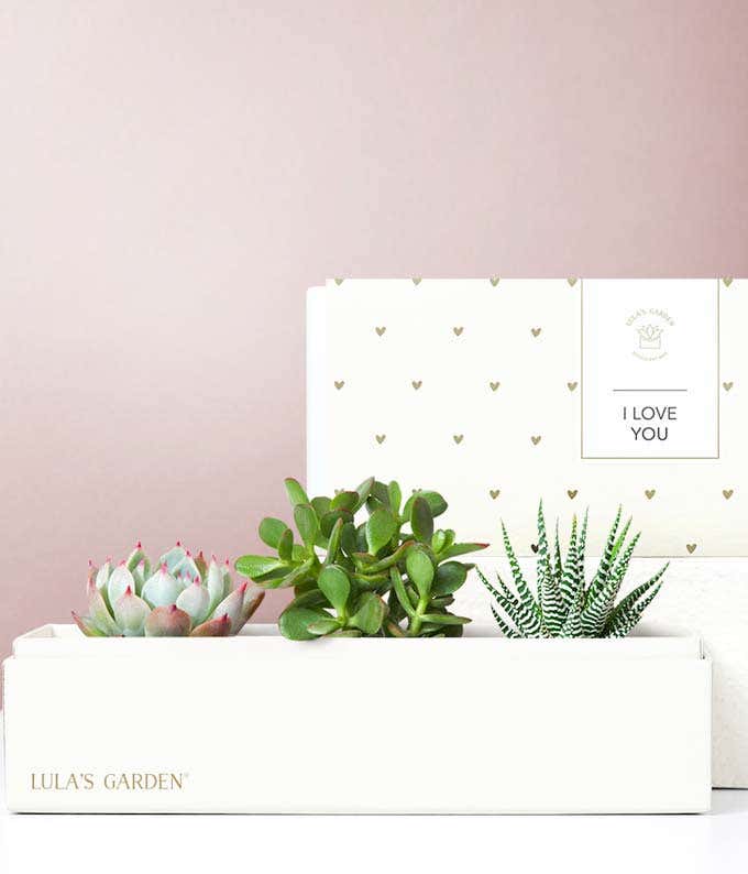 Lula's Garden  I Love You Jewel Succulent Box