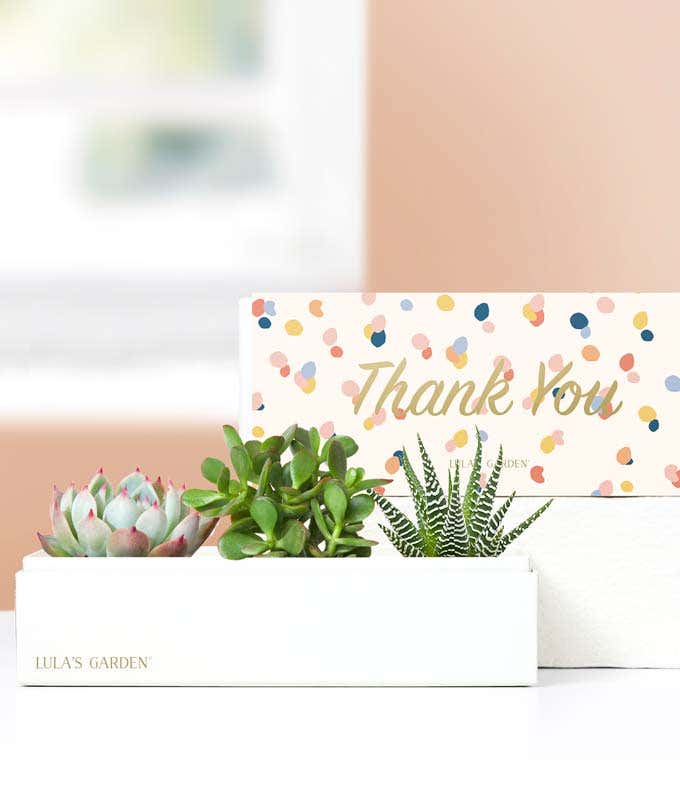 Lula's Garden  Thank You Jewel Succulent Box