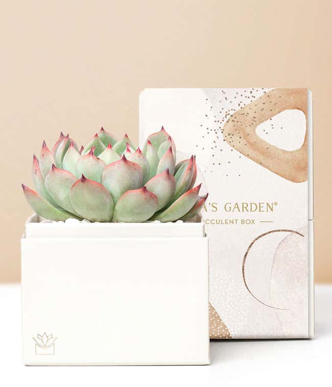 Lula's Garden &reg; Bliss Succulent Gift