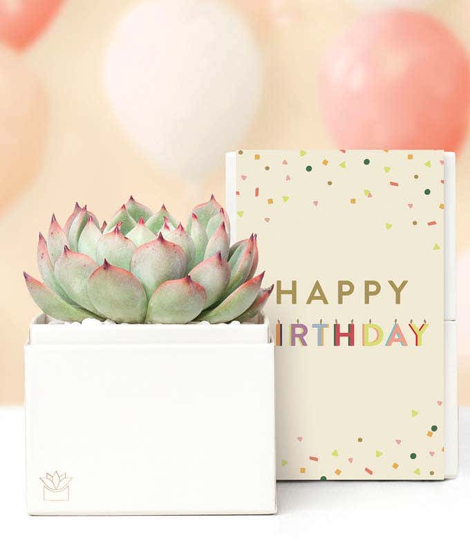 Lula's Garden  Birthday Bliss Succulent Gift