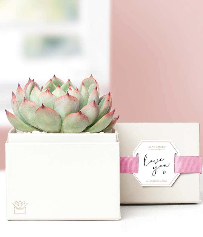 Lula's Garden  I Love You Bliss Succulent Gift