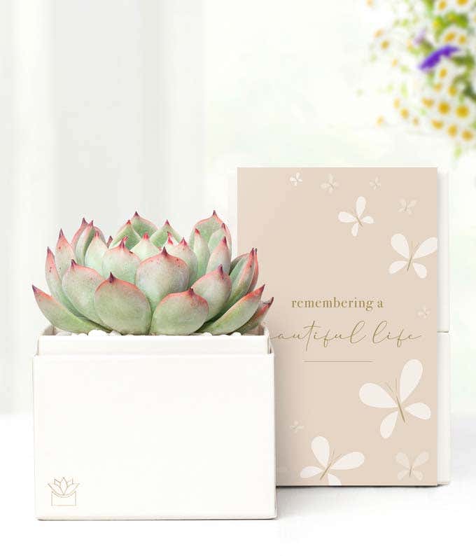 Cherished Memories Lula's Garden  Bliss Succulent Gift