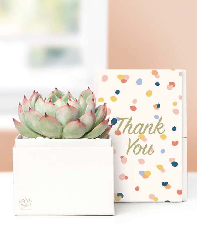 Lula's Garden &reg; Thank You Bliss Succulent Gift