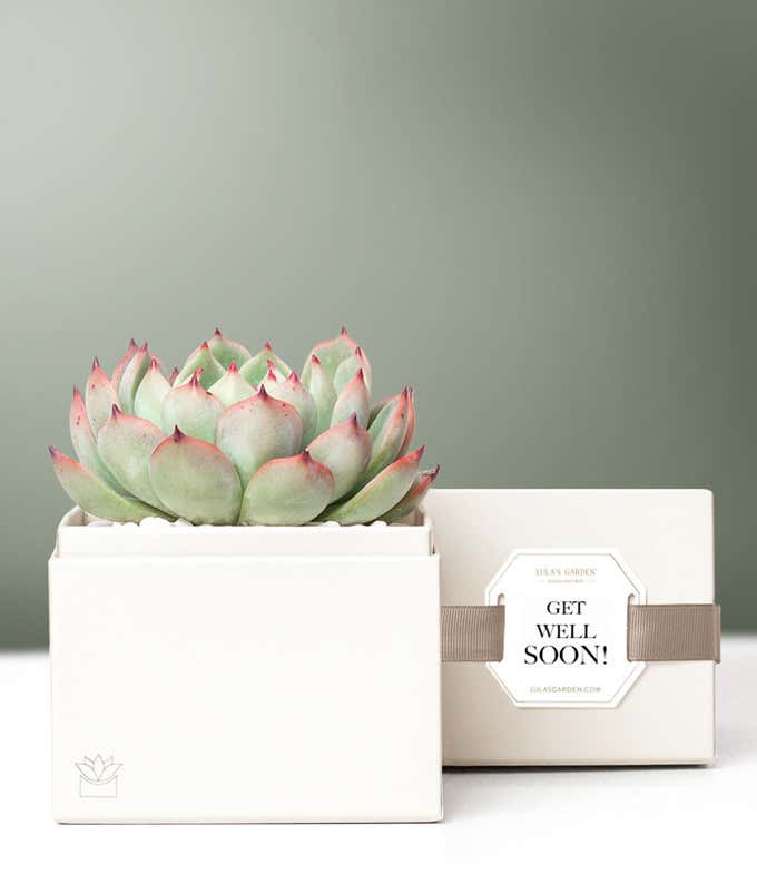 Lula's Garden  Get Well Bliss Succulent Gift