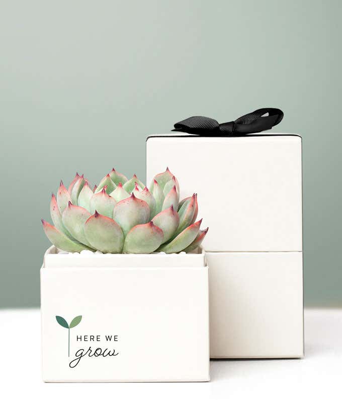 Here We Grow Bliss Succulent Gift 