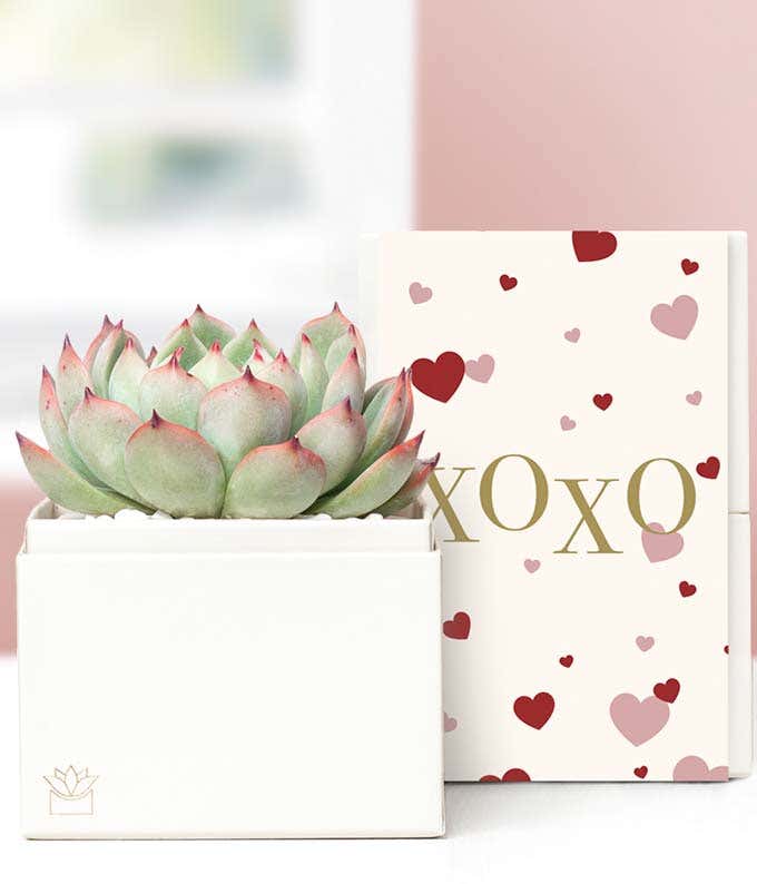 Lula's Garden  XOXO Bliss Succulent Gift