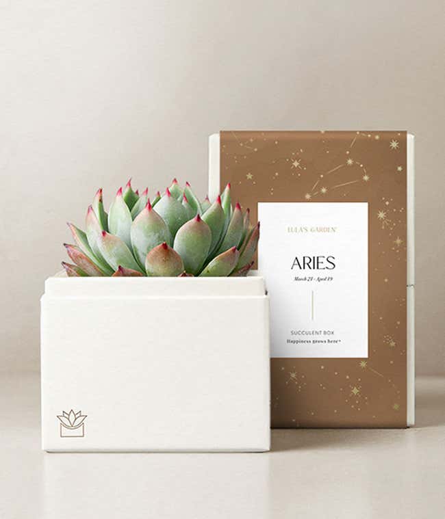 Lula's Garden &reg; Aries Bliss Succulent Garden 