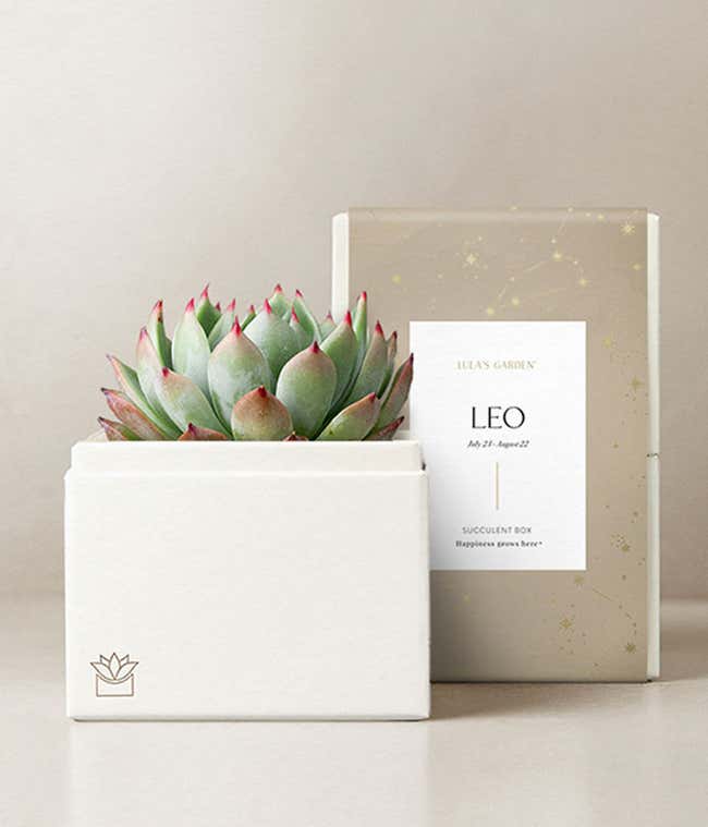 Lula's Garden &reg; Leo Bliss Succulent Garden 