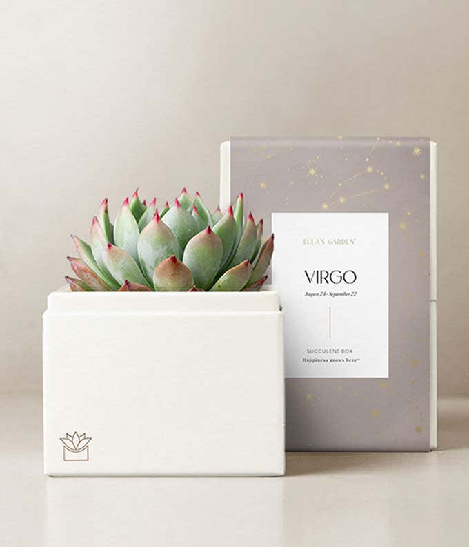 Lula's Garden  Virgo Bliss Succulent Garden 