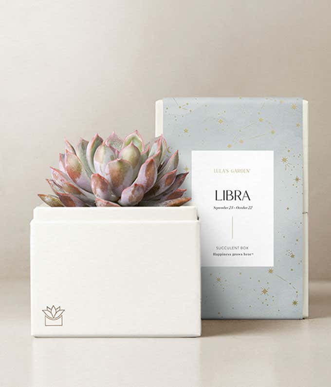 Lula's Garden  Succulent Zodiac Planters 