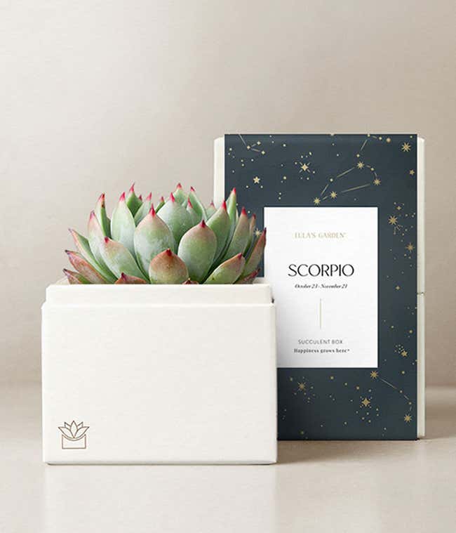 Lula's Garden &reg; Scorpio Bliss Succulent Garden 