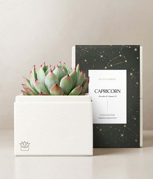 Lula's Garden &reg; Capricorn Bliss Succulent Garden 