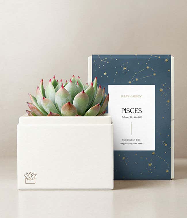 Lula's Garden &reg; Pisces Bliss Succulent Garden 