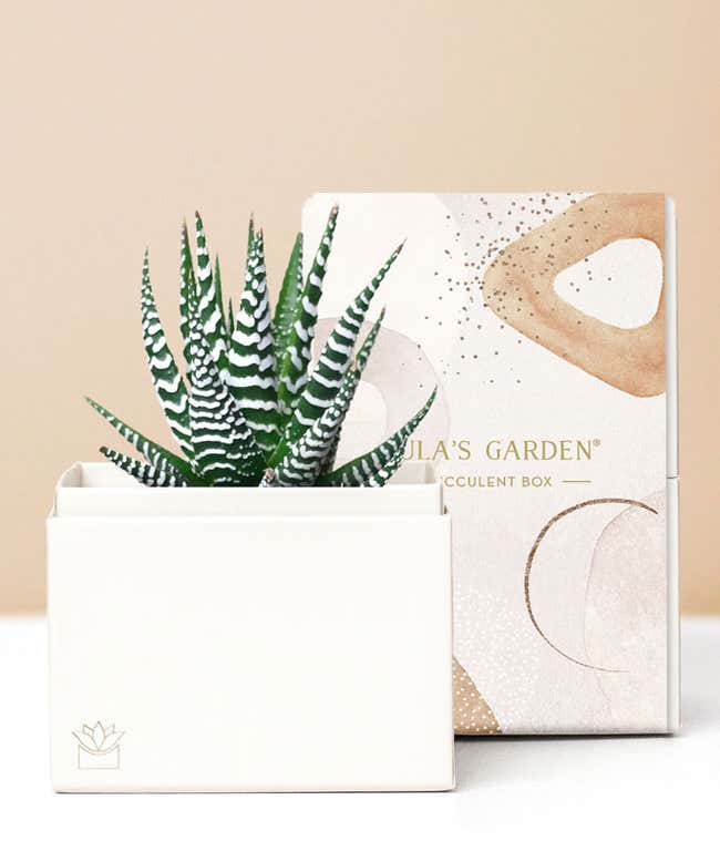 Lula's Garden &reg; Zebra Succulent Gift