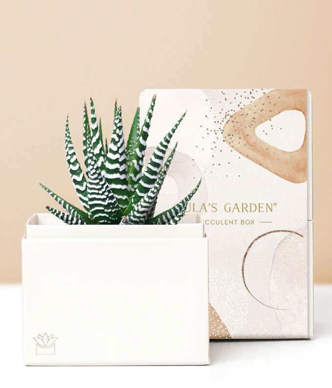 Lula's Garden  Zebra Succulent Gift