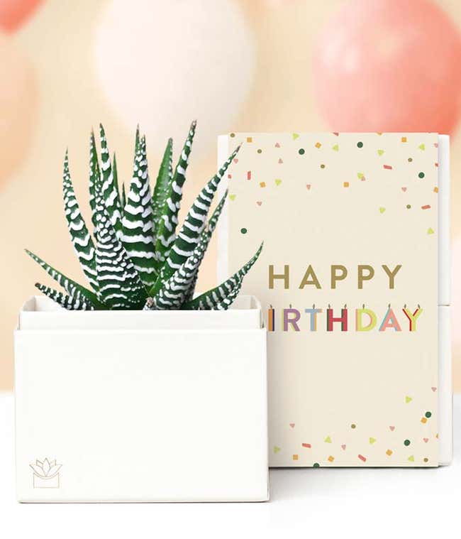 Lula's Garden &reg; Birthday Zebra Succulent Gift