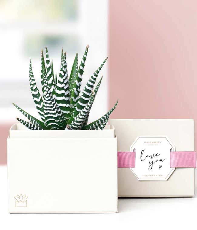 Lula's Garden &reg; I Love You Zebra Succulent Gift