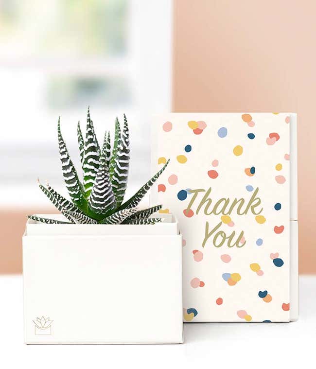 Lula's Garden &reg; Thank You Zebra Succulent Gift