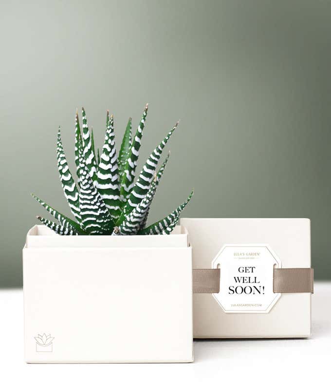 Lula's Garden  Get Well Zebra Succulent Gift