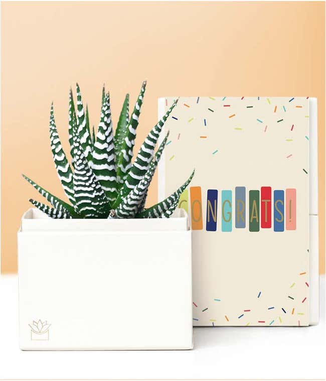 Lula's Garden &reg; Congratulations Zebra Succulent Gift