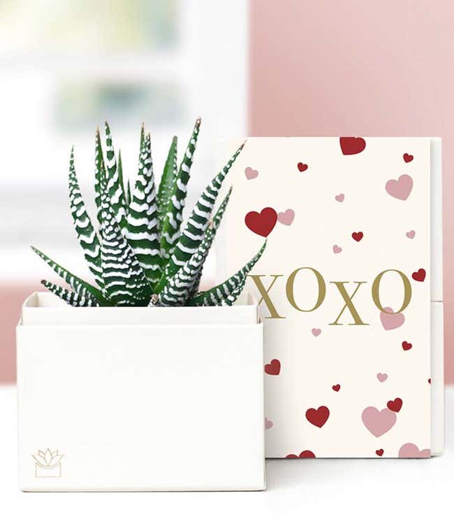 Lula's Garden &reg; XOXO Zebra Succulent Gift