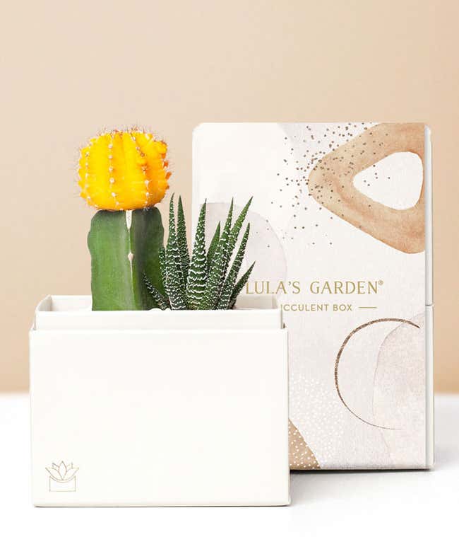 Lula's Garden &reg; Forever Sunny Succulent Gift