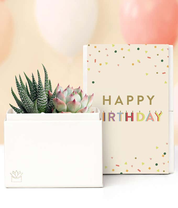 Lula's Garden  Birthday Glow Succulent Gift