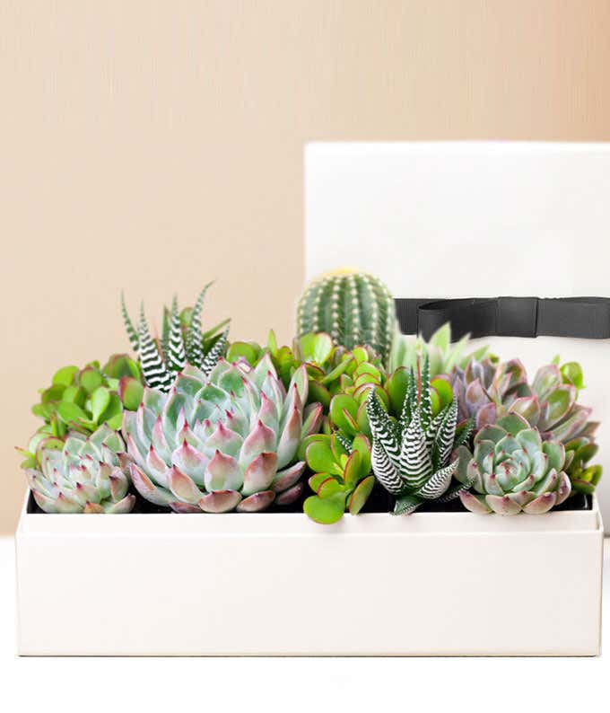 Lula's Garden  Lush Succulent Gift