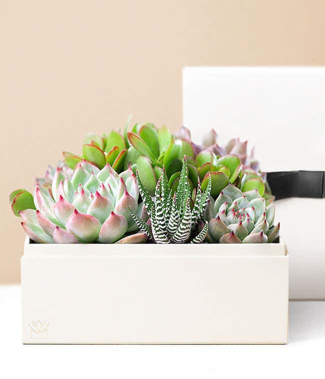 Lula's Garden &reg; Urban Succulent Garden