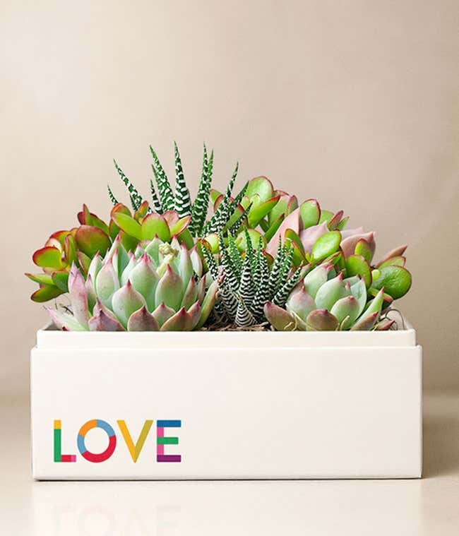 Lula's Garden &reg; Celebrate Pride Urban Garden