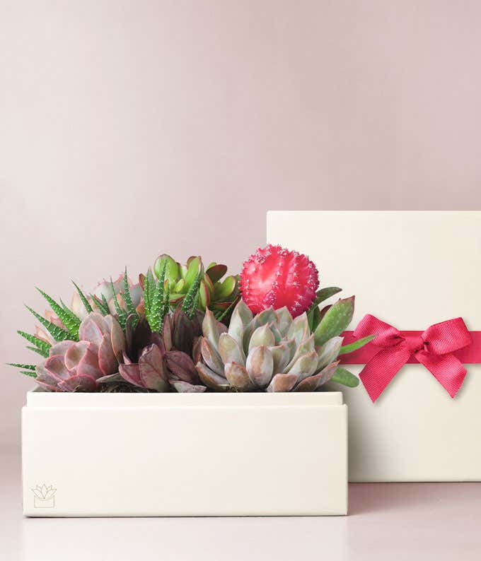 Lula's Garden  XOXO Urban Succulent Gift