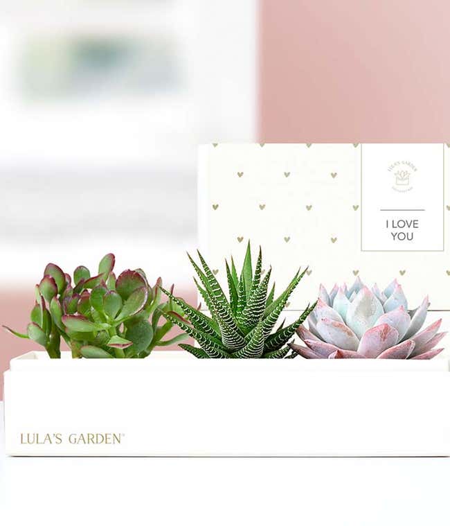 Lula's Garden &reg; I Love You Verdant Succulent Gift