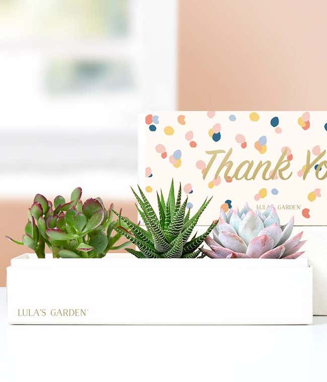 Lula's Garden &reg; Thank You Verdant Succulent Gift