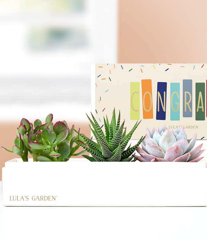 Lula's Garden  Congratulations Verdant Succulent Gift