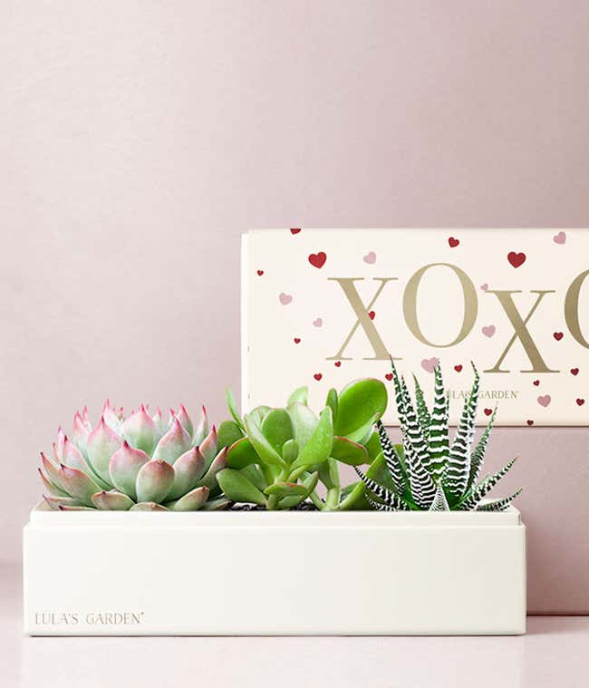 Lula's Garden &reg; XOXO Verdant Succulent Gift