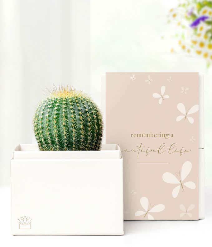 Cherished Memories Lula's Garden  Cactus Succulent Gift